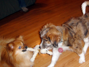 Dundee Socialization