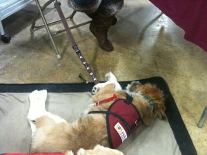 Dundee at the Puppies in Training Boothac