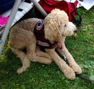 tailwaggers03
