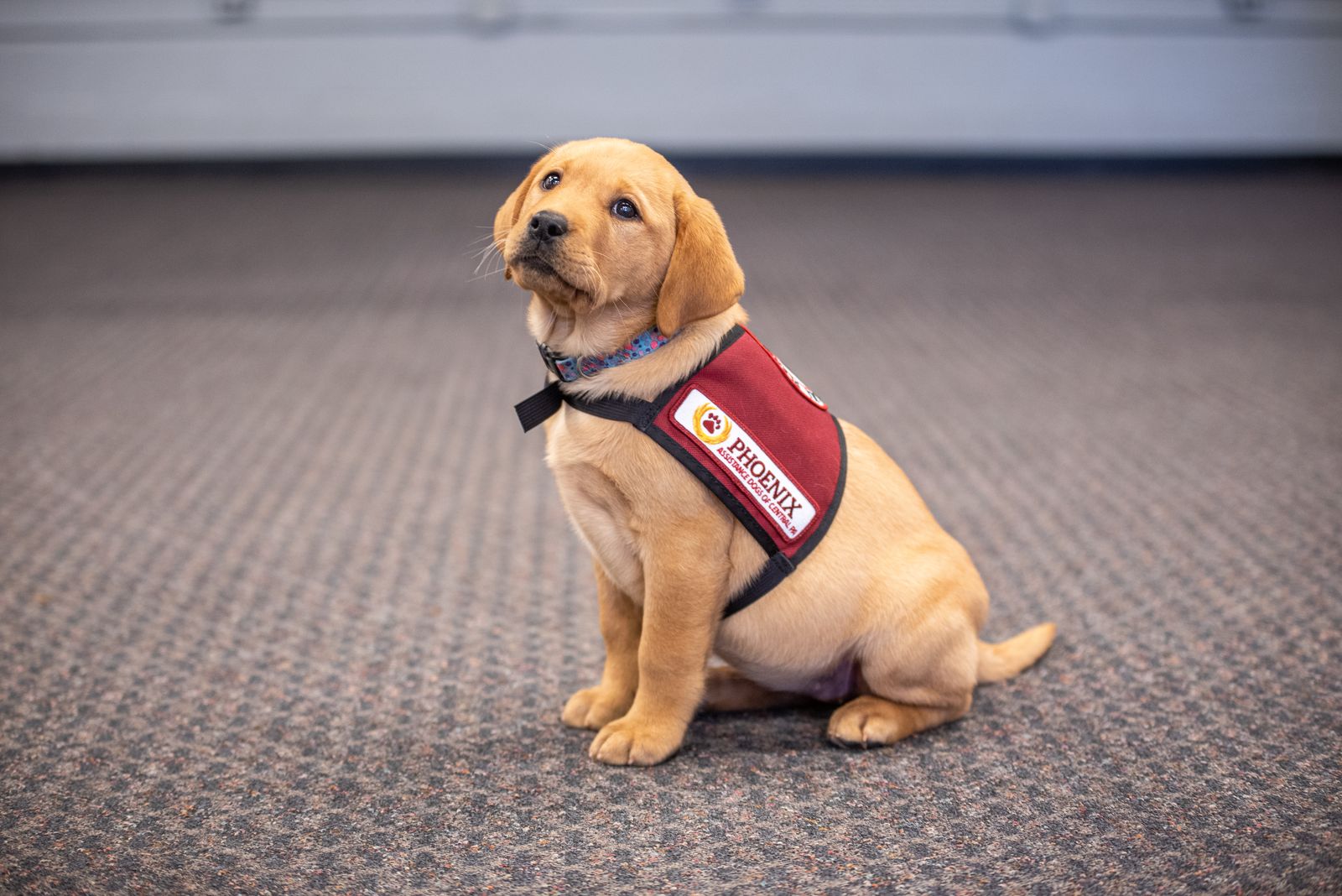 Assistance dog puppy